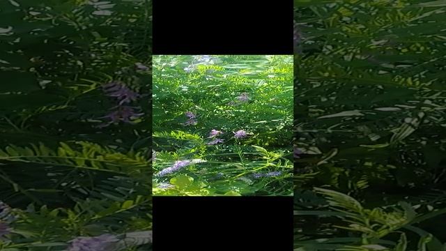 Бабочки 20220610 смотреть онлайн