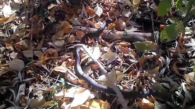 Уж, огромных размеров. смотреть онлайн