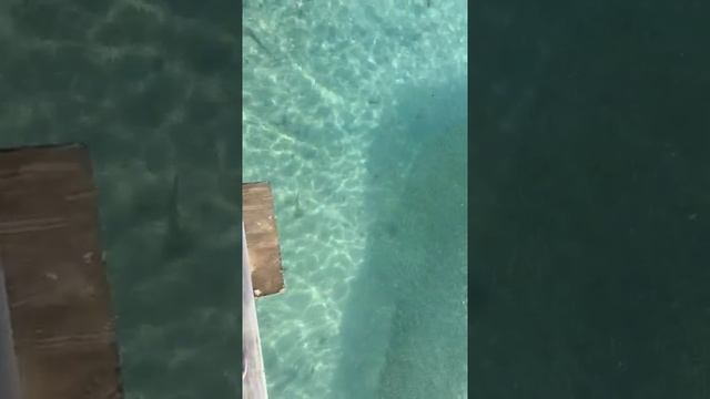 Electric Eel Fish Attack On Man