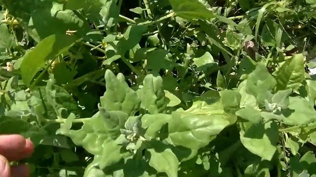 Strawberry Spinach, Yacon, New Zealand Spinach, Grapes, Codonopsis.