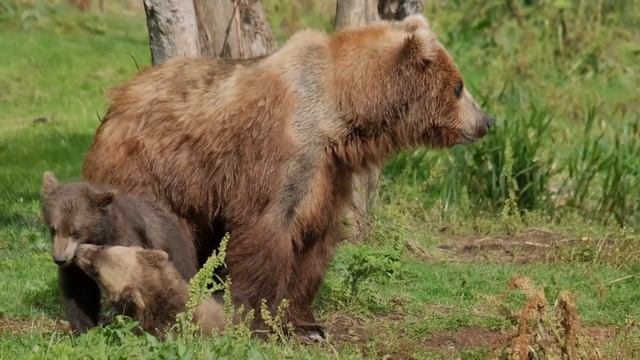Grizzly Bear Vs American Black Bear Battle Explained!