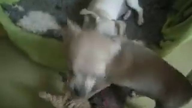 Щенки чихуахуа "Витти Вин Э-льки". смотреть онлайн