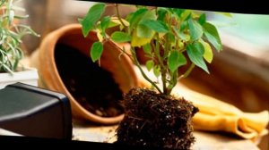 Как посадить цветок в горшок.Как сажать цветы в горшок