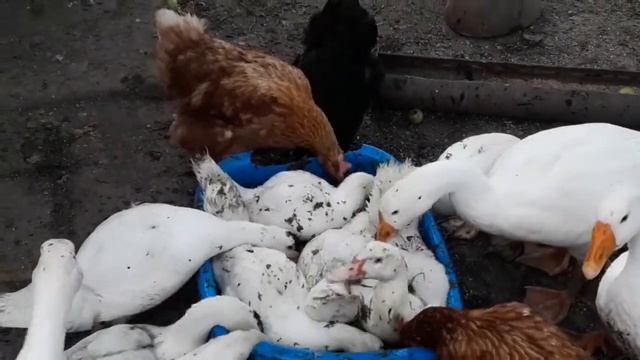 Ряска лучший корм для утят. смотреть онлайн