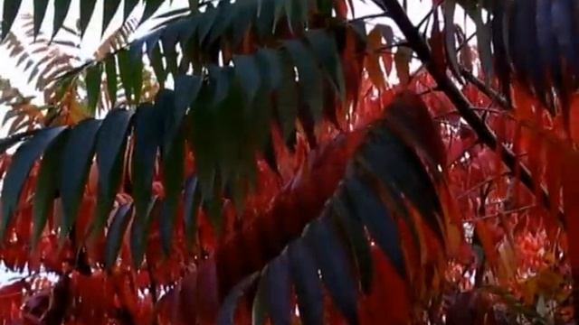 Осенняя грусть смотреть онлайн