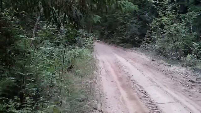 Лысые покрышки смотреть онлайн