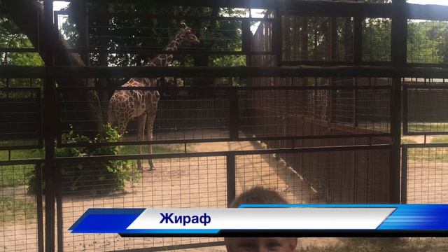 10 интересных животных