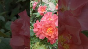 роза Синко де Майо