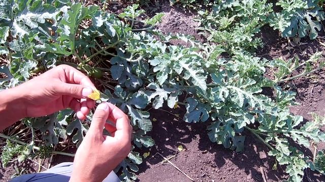 Выращивание арбузов / Опыление арбузов в ручную смотреть онлайн