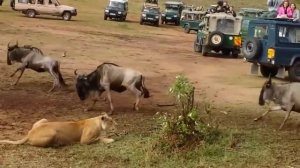 5 Антилоп Способных Победить ЛЬВА! Лев Против Орикса, Куду, Газели, Антилопы Гну, Бубала