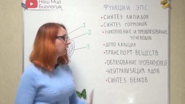 Эндоплазматическая сеть. Строение и функции. смотреть онлайн