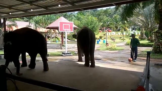 Слон похитил телефон смотреть онлайн