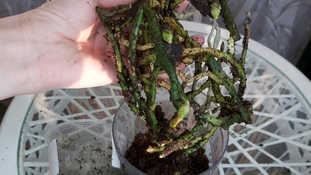 Орхидея-МУТАНТ Радость или СТРАДАНИЕ/ Пересадка из УЖАСНОГО ГРУНТА смотреть онлайн