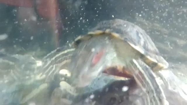 ЧТО ЕСЛИ ДАТЬ КУРИНУЮ ГОЛОВУ ЧЕРЕПАХЕ? смотреть онлайн