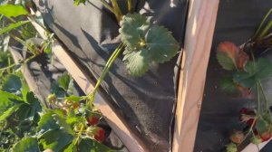 Клубника в пирамиде мой опыт выращивания ? Strawberries in a pyramid/ vertical garden +SUB