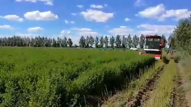 stevia harvester leaf herbes أعشاب Hierbas Трави Ervas Colheitadeira смотреть онлайн