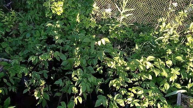 Сердцевидный орех, сверх северный. смотреть онлайн