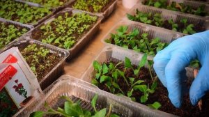 Экономим на рассаде! Петуния "Тайдал" - черенкование.