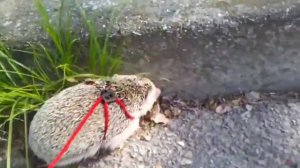 10 причин по которым нужно купить ёжика