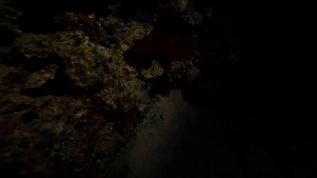 Diving Soma Bay 2015 Highlights смотреть онлайн