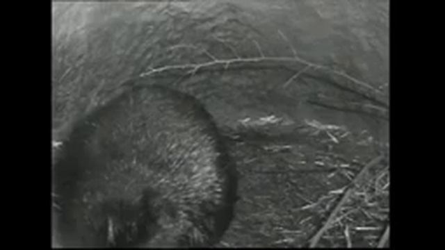 Прямая трансляция пользователя Zapovednik Vrn смотреть онлайн