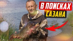 В поисках САЗАНА. Рыбалка на реке Обь.