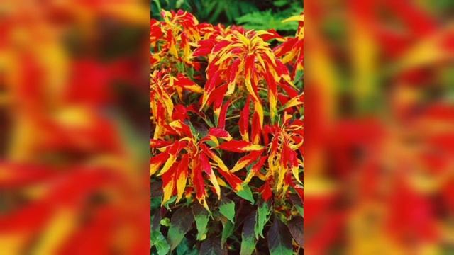 Красивые цветы для сада! Сеем сразу в грунт. Неприхотливые однолетники цветущие всё лето. смотреть онлайн