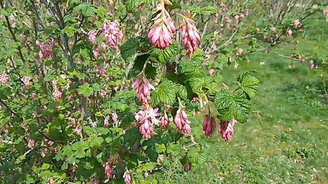 Смородина кроваво-красная - декоративноцветущий кустарник смотреть онлайн