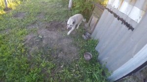 Вольер для коз