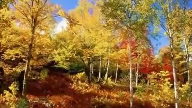 Richard Clayderman - Claro de luna. смотреть онлайн