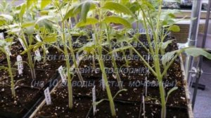 Томаты. Если рассада томатов вытянулась и стала бледно зеленой