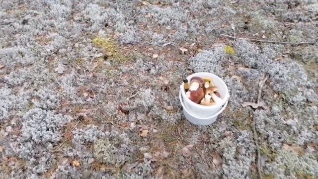 В лес за БЕЛЫМИ - 8 августа. Пермский край. смотреть онлайн