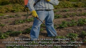 Фузариозное увядание клубники: как лечить