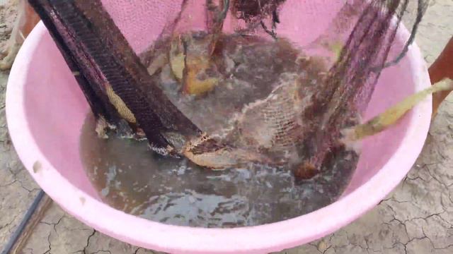 Shrimp farm sampling (jumbo shrimp) смотреть онлайн