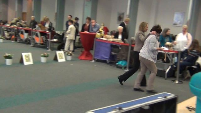 26.02.17/5/ CAC dog show Oer-Erkenschwick Germany Ring 1. Richter Hans Erhard Grüttner (D) смотреть онлайн