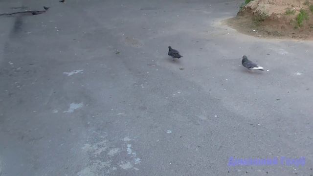 Кормление семечками смотреть онлайн