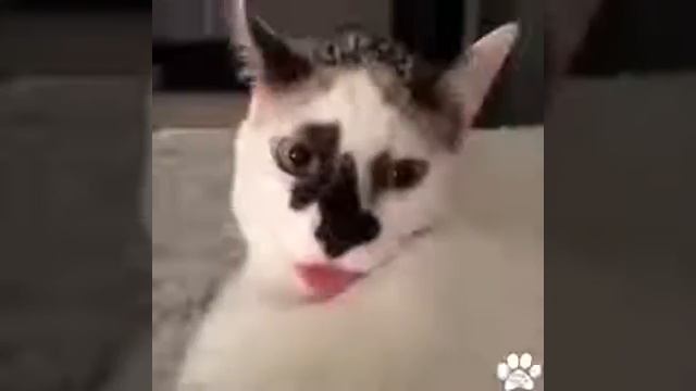 Смешной котик показывает язык Умора смотреть онлайн