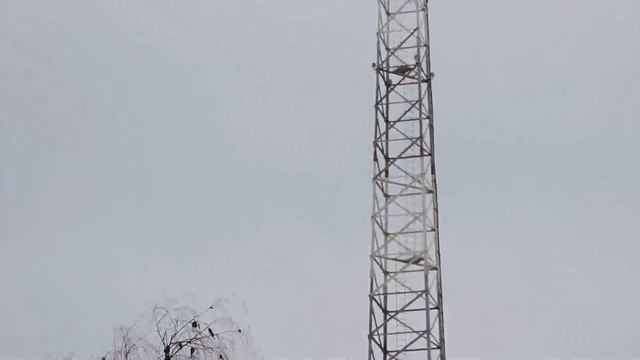 Николаевские замашные голуби А. Струмило смотреть онлайн