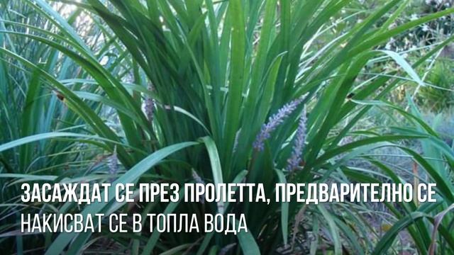 Лириопе Мускари - вечнозелено, зимоустойчиво, красиво! Liriope muscari! смотреть онлайн