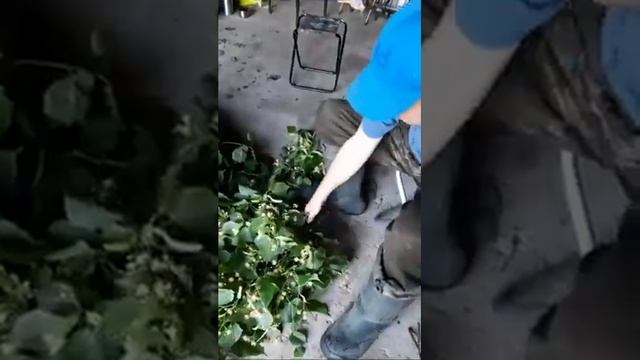 Вязание Липовых веников для бани(чистка прутиков) смотреть онлайн