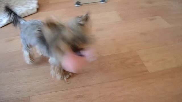 Йорк играет с любимой игрушкой смотреть онлайн