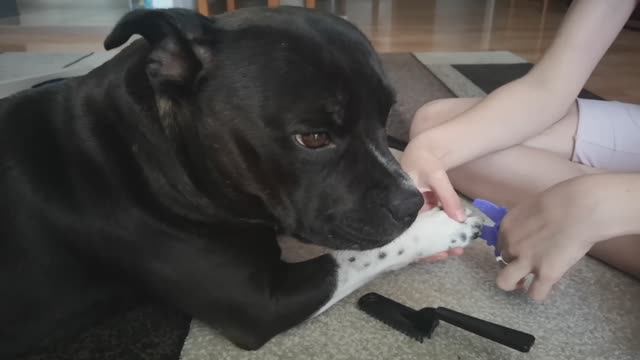 Стаффордширский бультерьер и шуточный грумминг.
Красота страшная сила смотреть онлайн