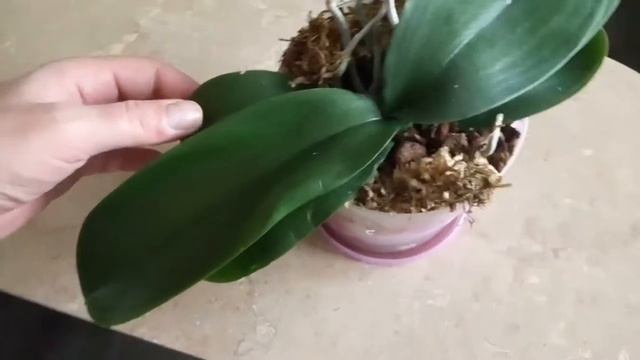 Орхидеи_Болезни орхидей_Мучнистый червец_Как избавиться от мучнистого червеца смотреть онлайн