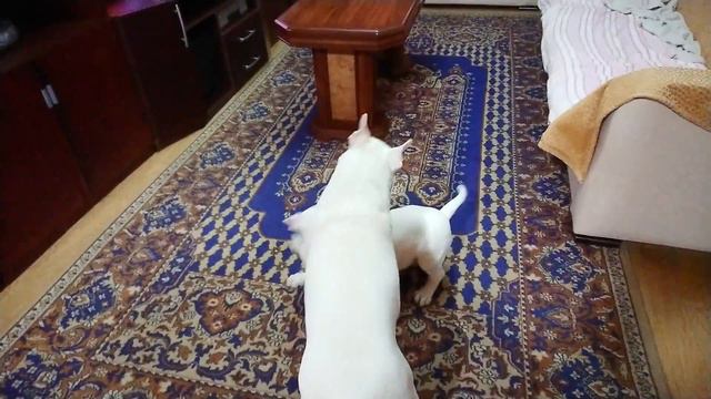 Дурачка началось Бульки Дэнни и Рич Bull Terrier Danny and Rich смотреть онлайн