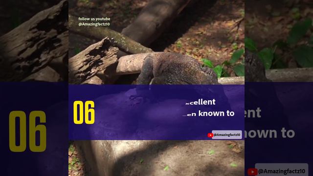 TOP 10 AMAZING FACTS ABOUT KOMODO DRAGONS.. NO 1 will make you fear komodo dragons смотреть онлайн