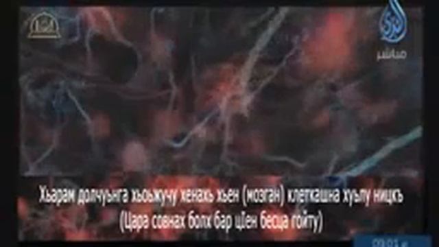 Смотреть всем ! Боьх сартшк видеошк хьежаро даьш долу дегlан зулам ....