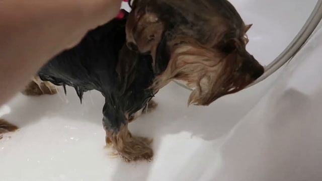 VLOG ❤ Собираем чемоданы в отпуск | Пристраиваем животных смотреть онлайн