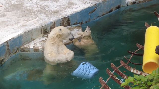 シロクマのイっちゃんママ、指がかゆいの？【天王寺動物園】 смотреть онлайн