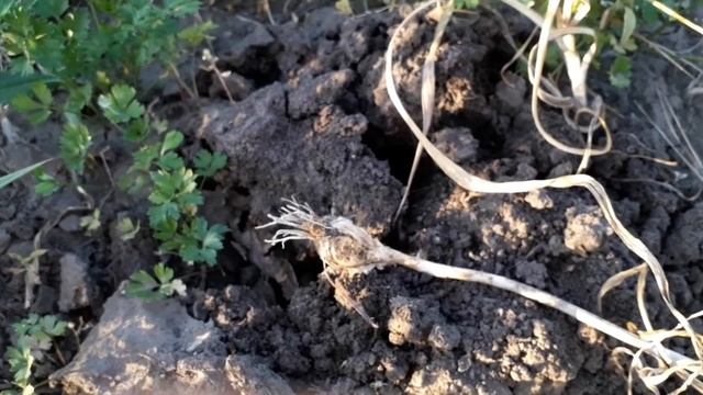 Садим озимый чеснок весной, что выросло?#чеснок#садить#когда_садить#когда_убирать смотреть онлайн