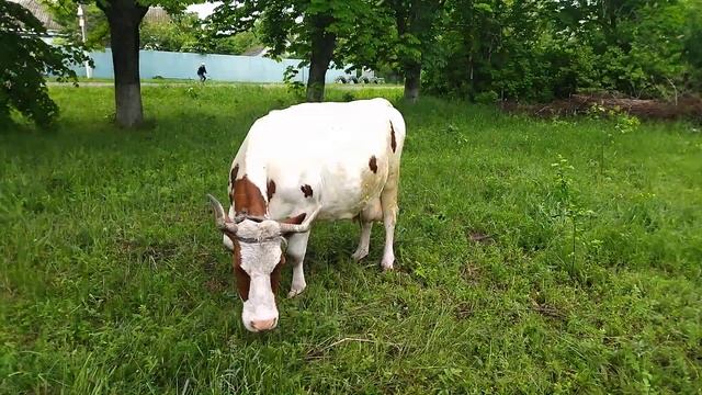 Сколько даст молока старая корова Айширской породы? смотреть онлайн